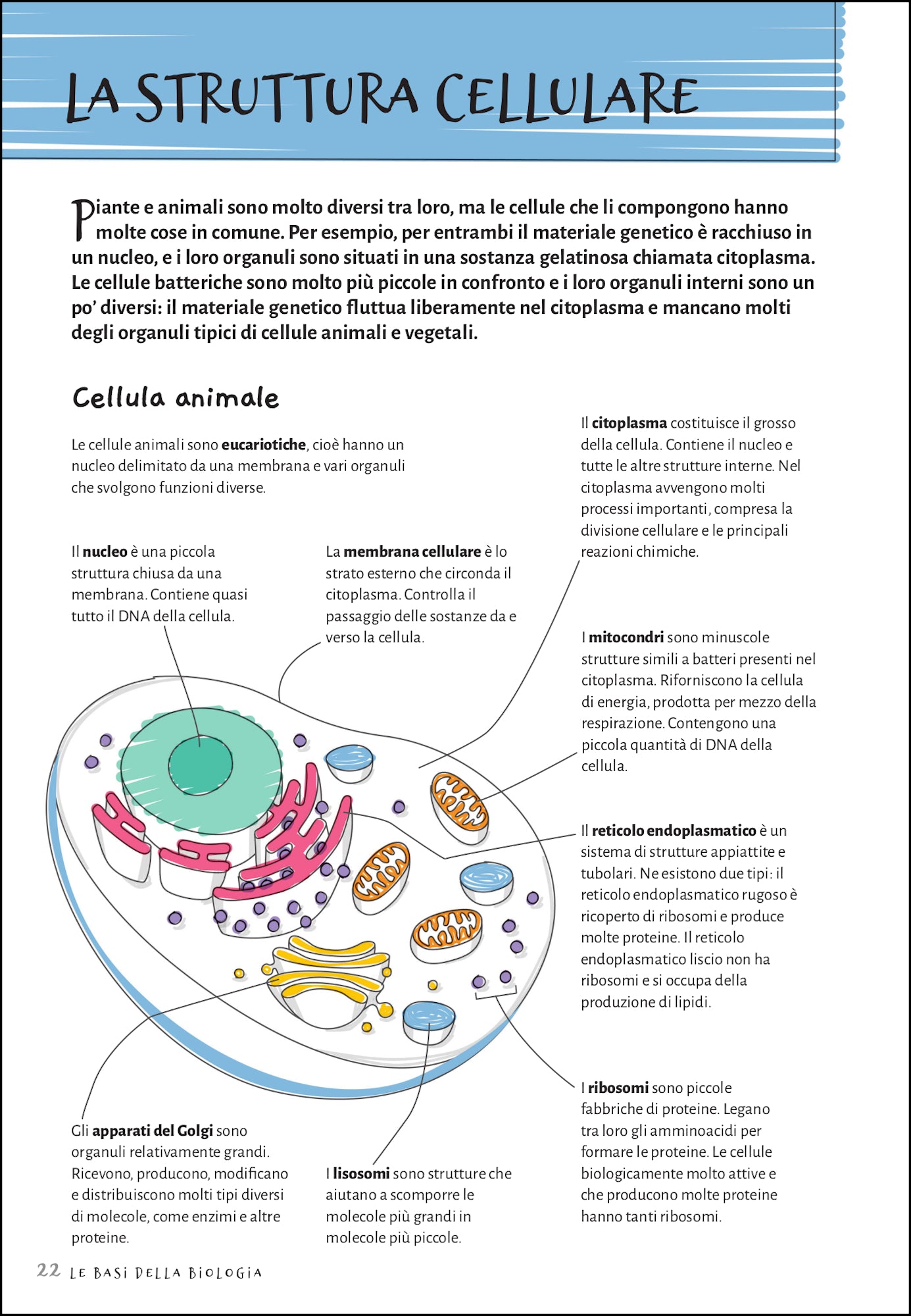 Le basi della biologia. Guida illustrata per tutte le età